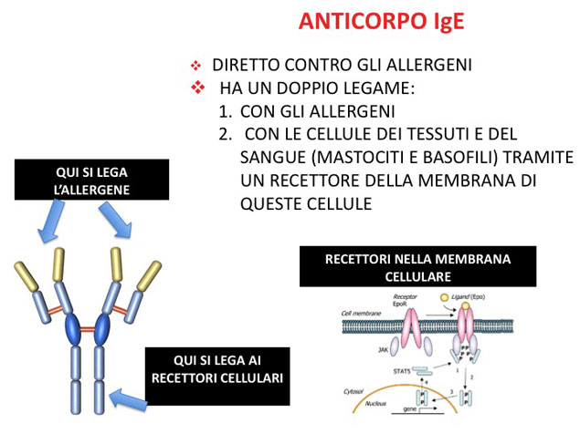 anticorpo IgE