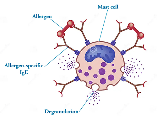 mast cell